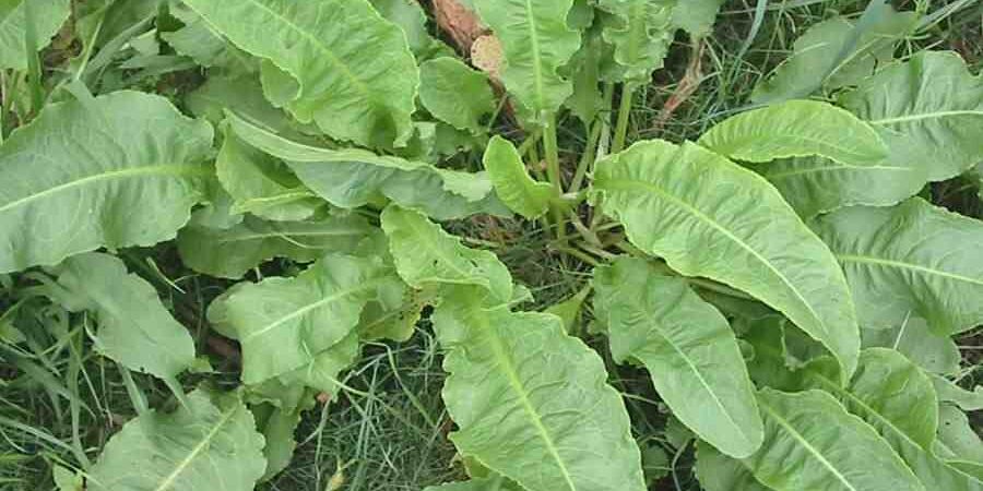 ¿Para qué sirve la lengua de vaca (Rumex acetosa / Rumex crispus)? Usos, valor nutricional y cómo prepararla