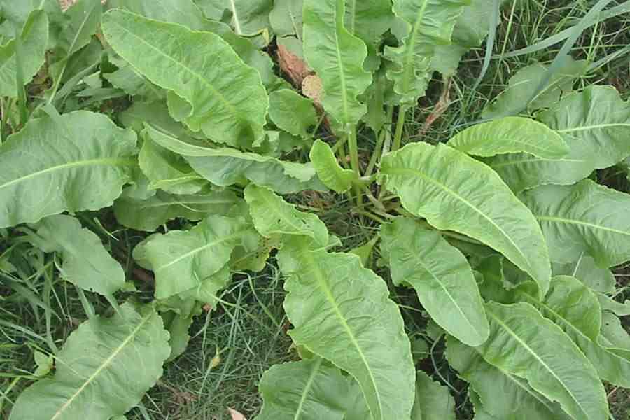 ¿Para qué sirve la lengua de vaca (Rumex acetosa / Rumex crispus)? Usos, valor nutricional y cómo prepararla