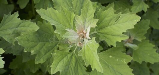 Para que sirve Quínoa blanca (Chenopodium album): el yuyo noble de la huerta silvestre