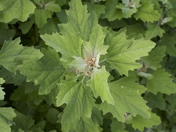 Para que sirve Quínoa blanca (Chenopodium album): el yuyo noble de la huerta silvestre